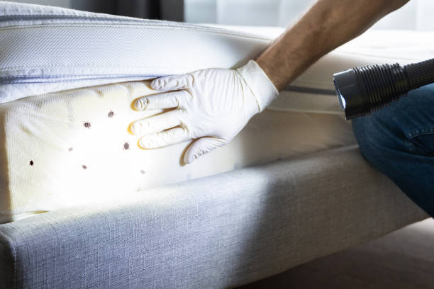 Best Pest Inspection Near Me  in Cottonport, LA
