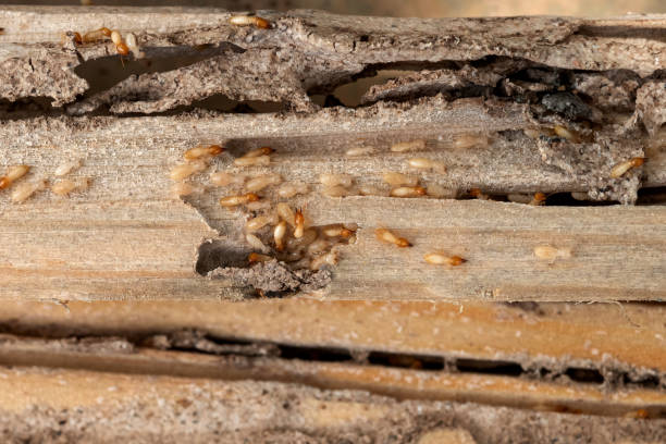 Best Termite Control Services  in Cottonport, LA